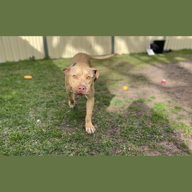 Photo of Tyson