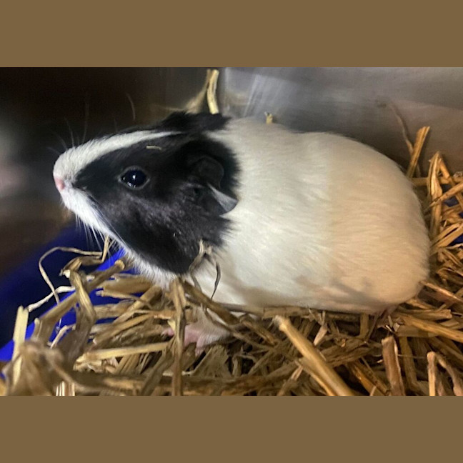 Photo of Hope (Bonded With Harmony)