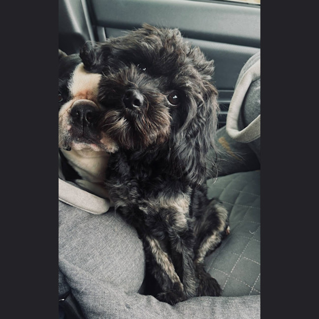 Photo of Belle 