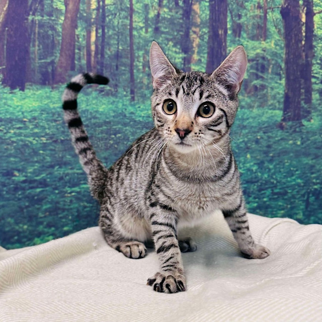 Photo of Dodge   Located In Templestowe