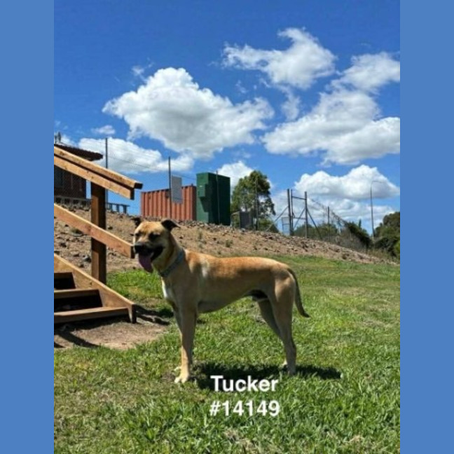 Photo of Tucker