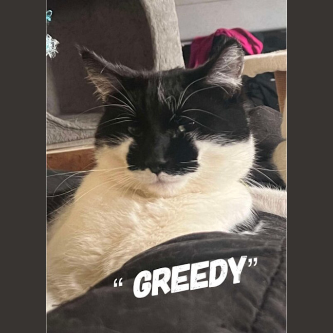 Photo of Greedy