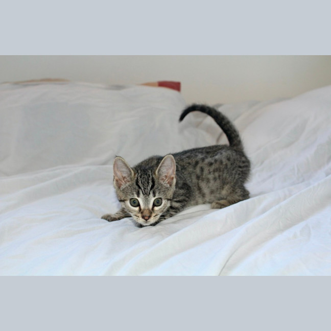 Photo of Bean