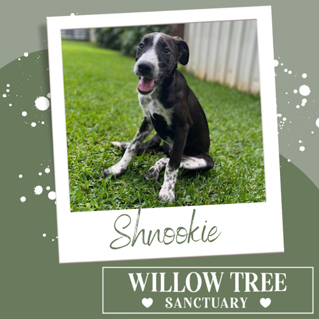 Photo of Shnookie