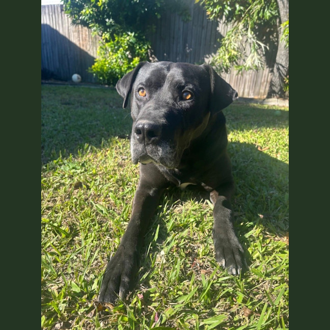 Photo of Scooby *$150 Adoption Fee*