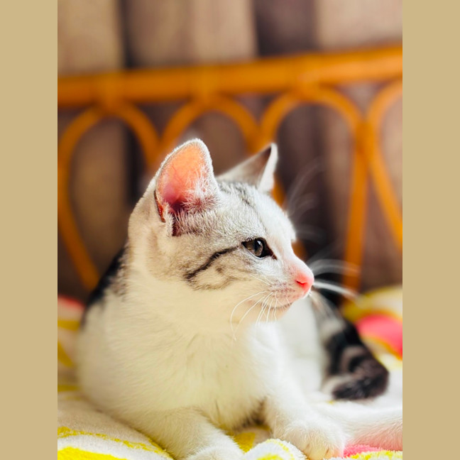 Photo of 🐾 Alba 🐾