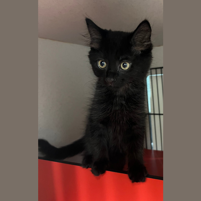Photo of Koira