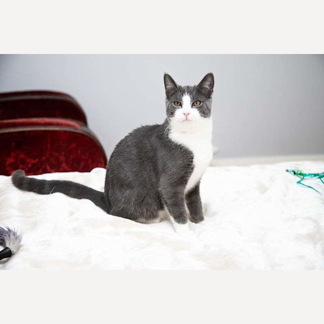 Photo of Pinot