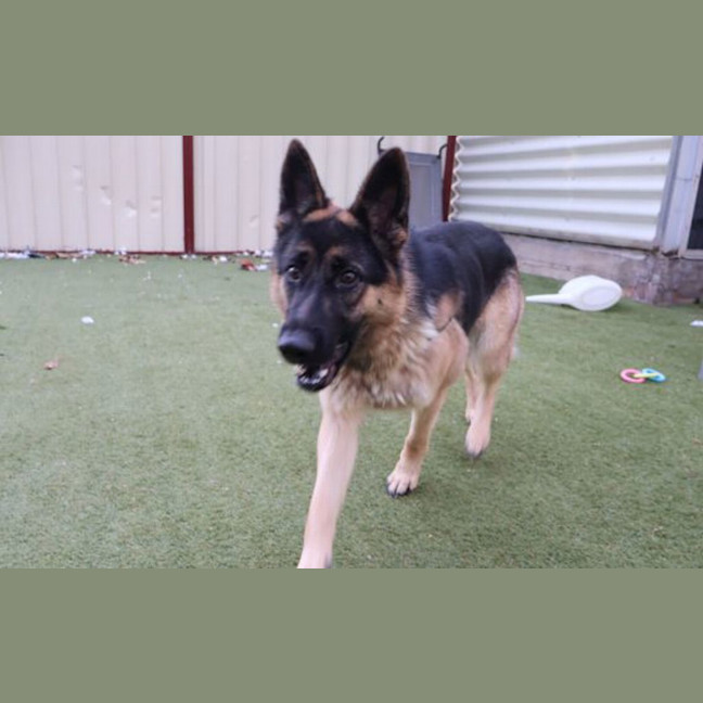 Photo of Willow