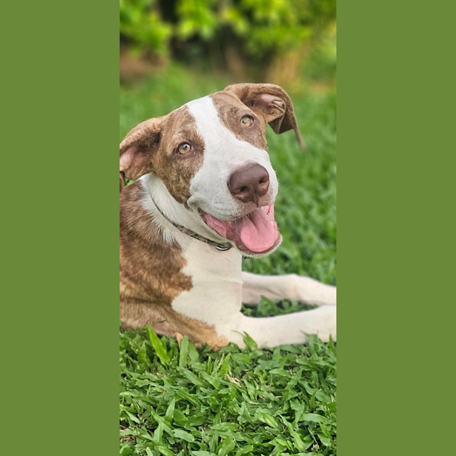 Photo of Poncho