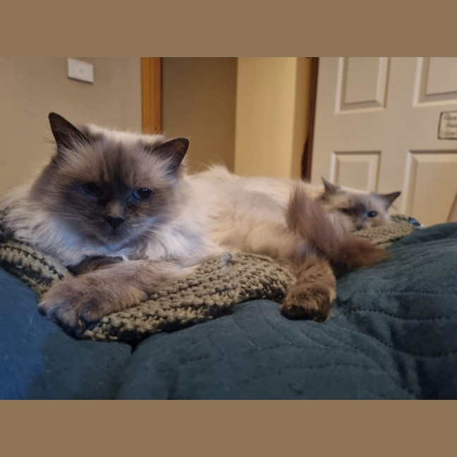 Photo of Selene & Voxie