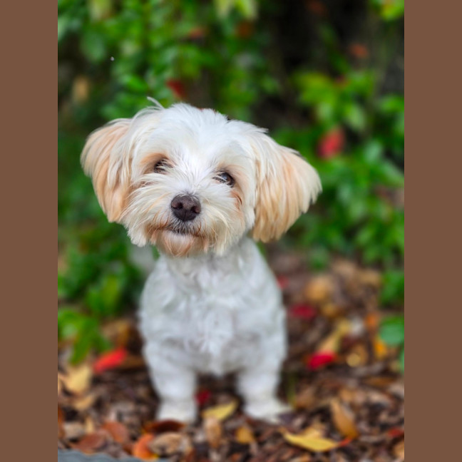 Photo of Daisy