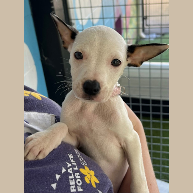 Photo of D1142 Minty