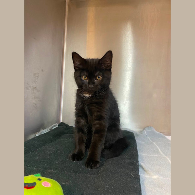 Photo of Sirius 