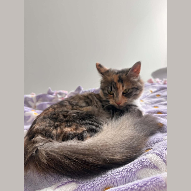 Photo of Jasmine