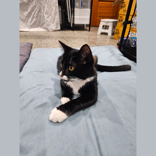 Photo of Daisy