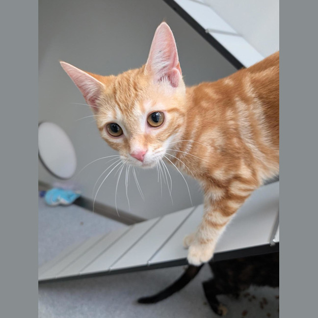 Photo of Pinky
