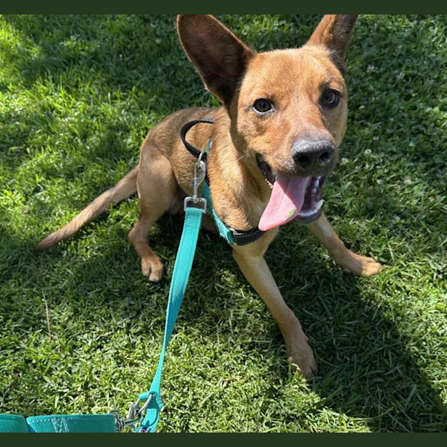Photo of Dingo