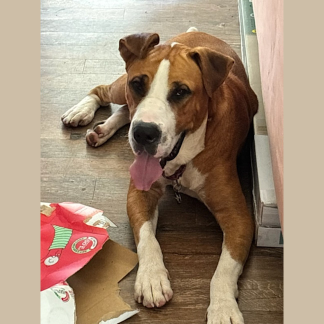 Photo of Boof ** A Divine Boy **