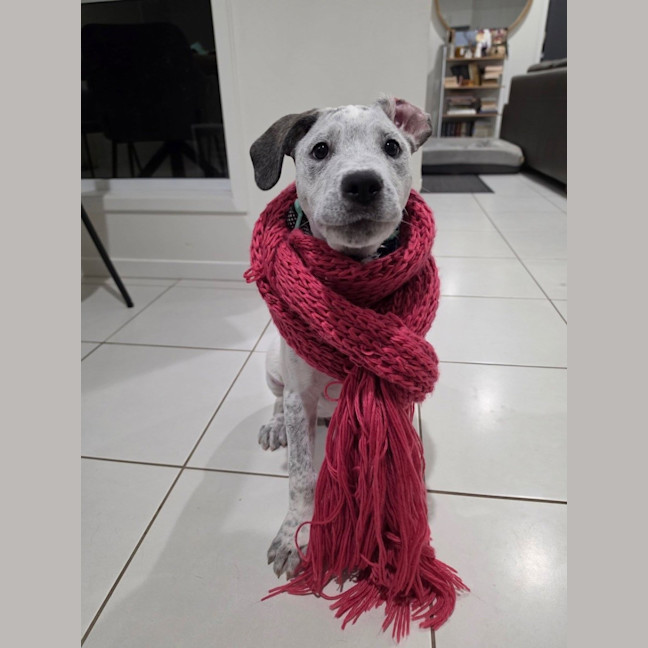 Photo of Burrito