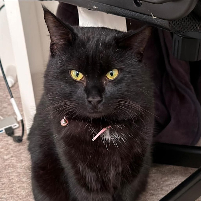 Photo of Catsby