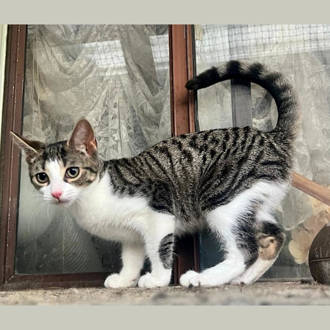 Photo of Clover