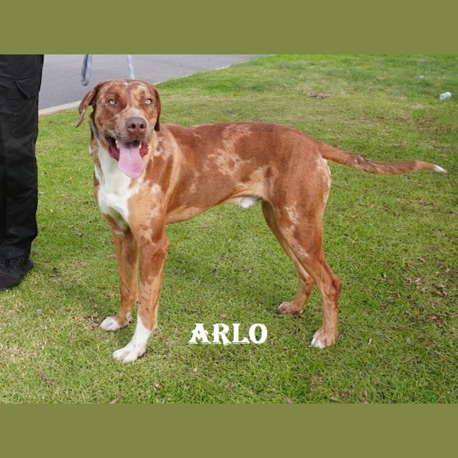 Photo of Arlo