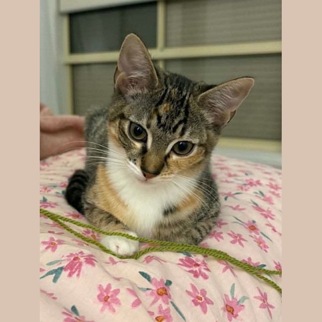 Photo of Maple