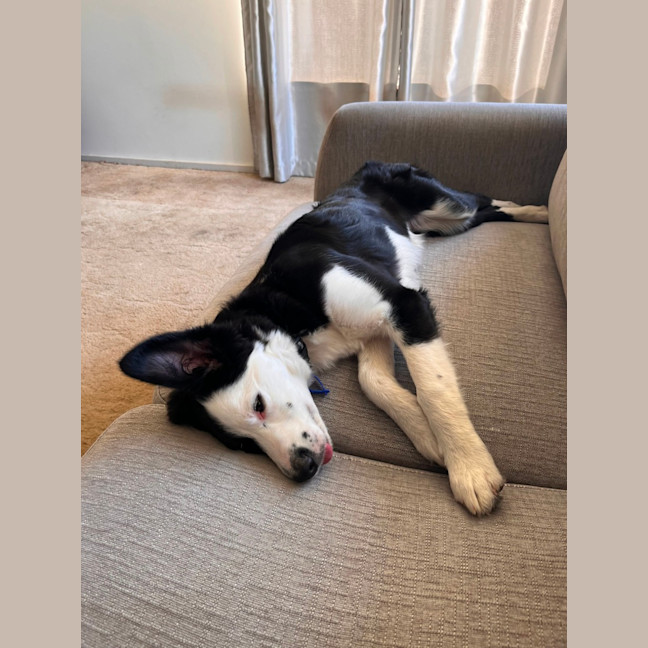 Photo of Coco   4 Month Old Border Collie