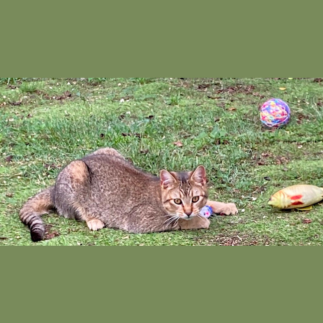 Photo of Pepper