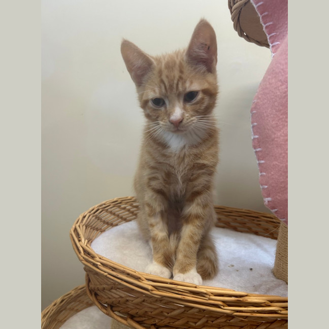 Photo of Bartholomeow
