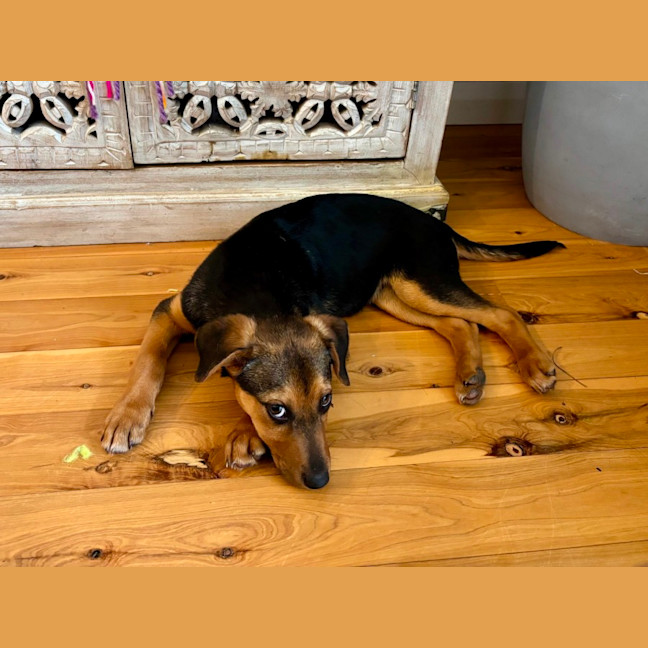 Photo of Stitch   4 Month Old Kelpie X