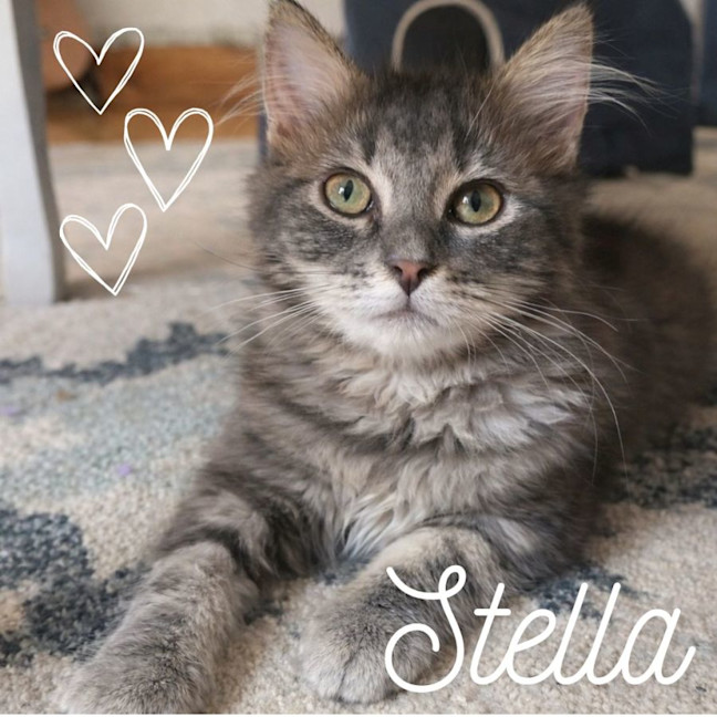 Photo of ✨ Stella ✨