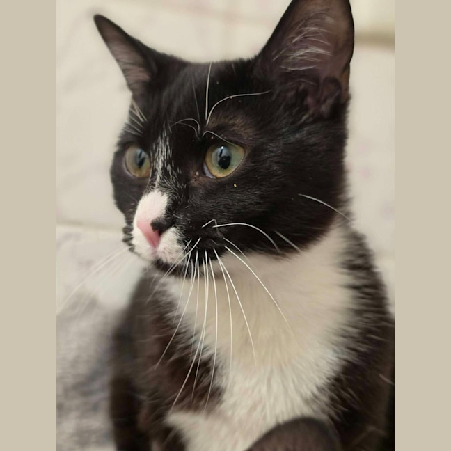 Photo of Princess Pearl   In Foster Care In Healesville