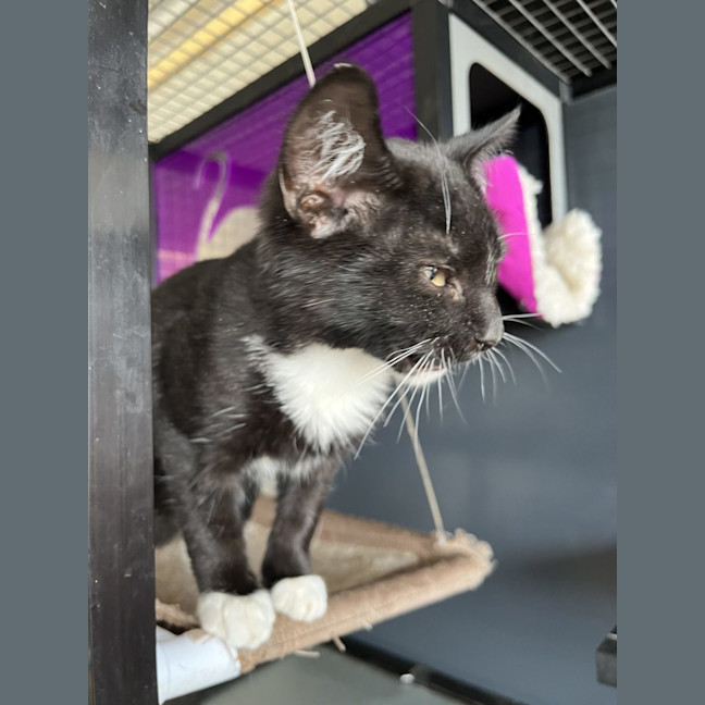 Photo of Jack   Now At Pet Quarters Thornton