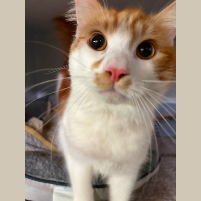 Photo of Crouton