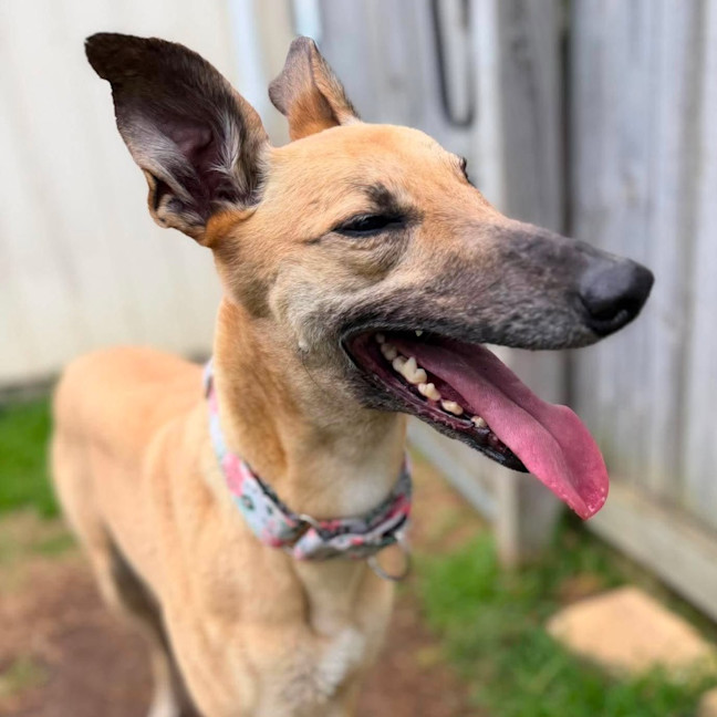Photo of Marie The Greyhound