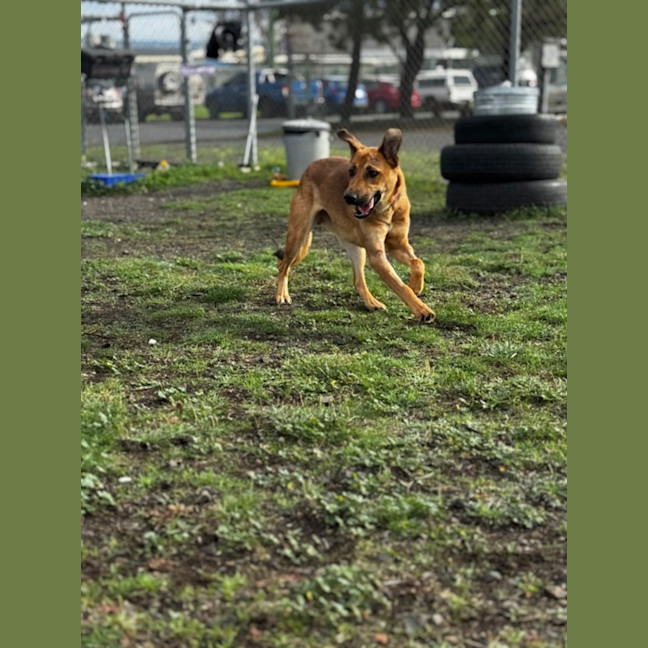 Photo of Piper (68887)
