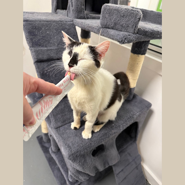 Photo of Minou (Was Little Girl)