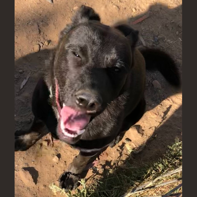 Photo of Bear
