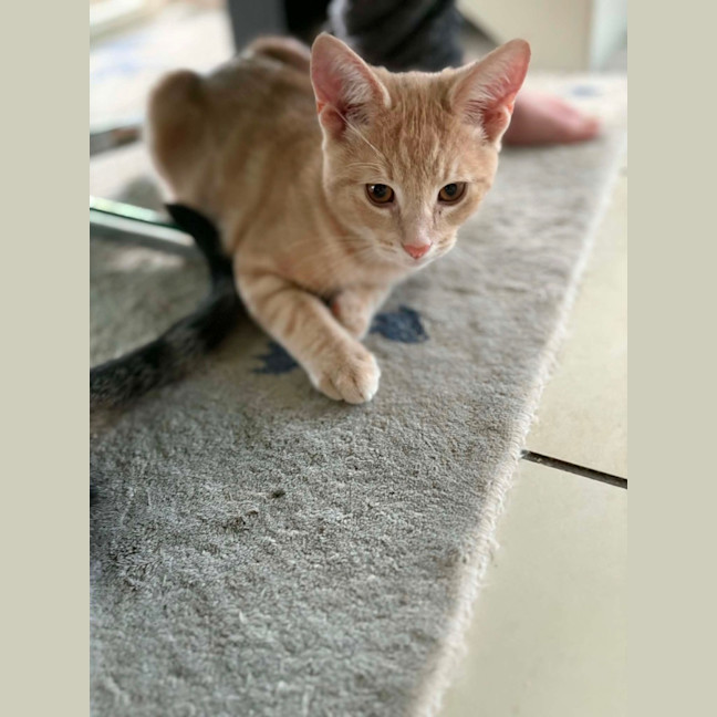 Photo of Cheezel & Milo