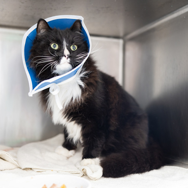 Photo of Sylvester