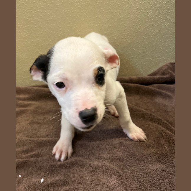 Photo of Nova