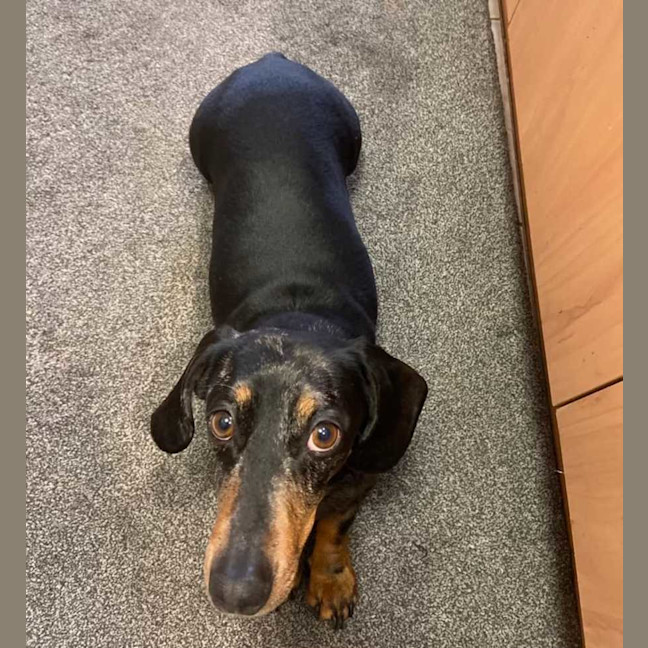 Photo of Henri (Pronounced On Ree) 