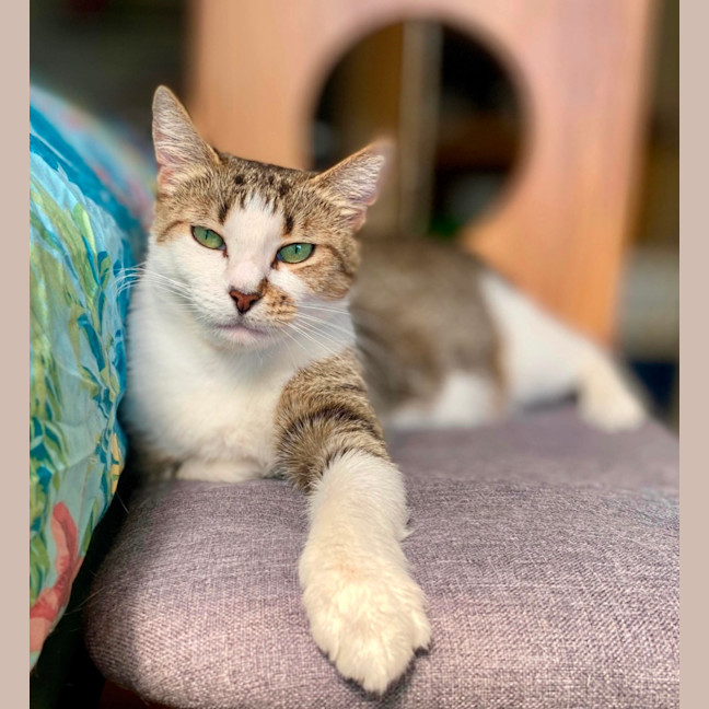 Photo of Daphne