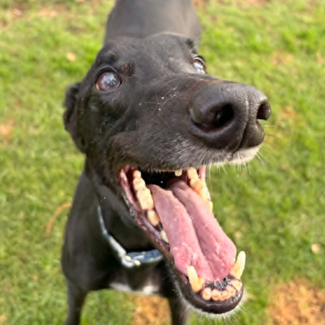 Photo of Kingston The Greyhound
