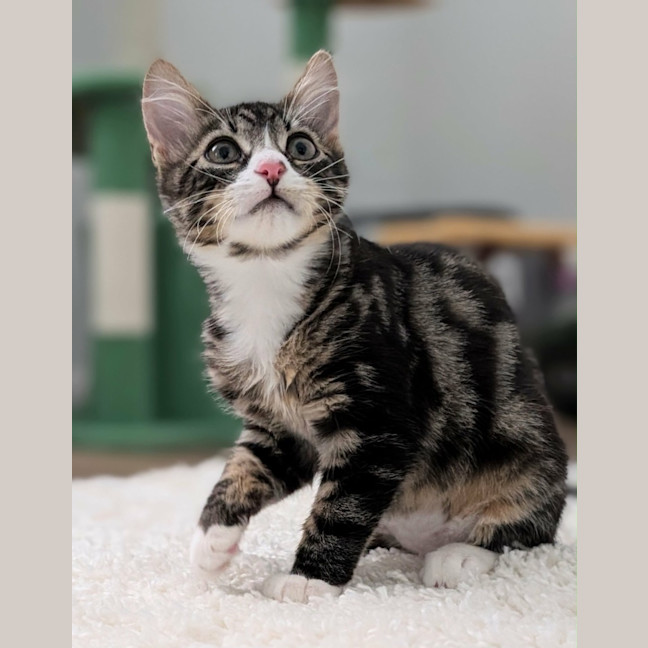 Photo of Jasper 