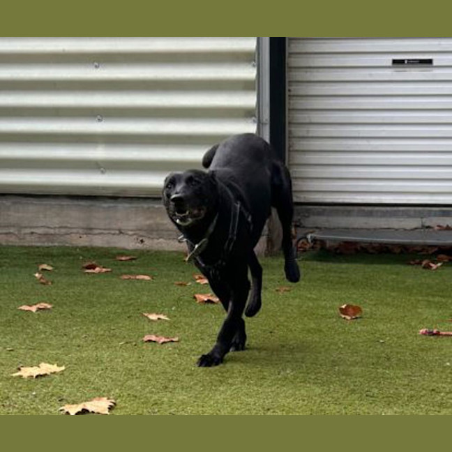 Photo of Buddy