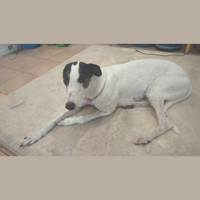 Photo of Dot, The Greyhound