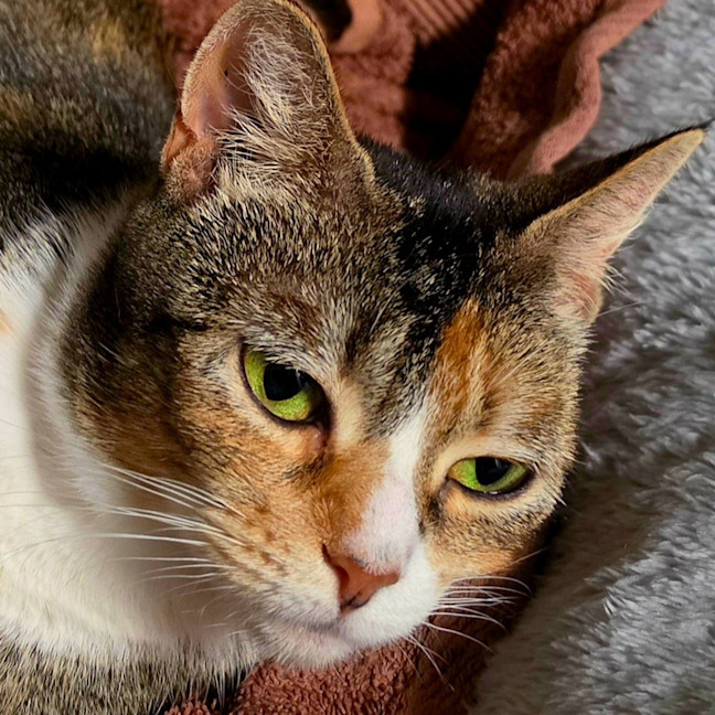 Photo of Rosie